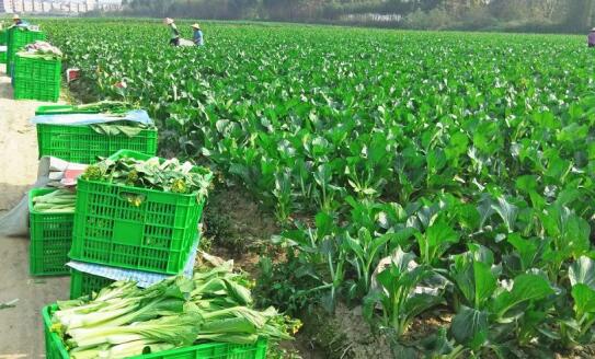 1591152485416451.jpg 生鮮配送"QQ截圖20200603104614.jpg"/